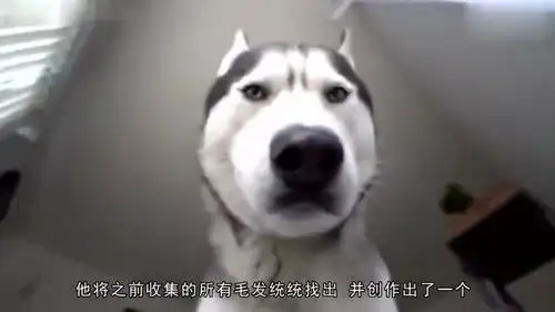 搞笑动物主人给哈士奇修剪毛发后秒变九尾二哈,网友很有艺术气息

