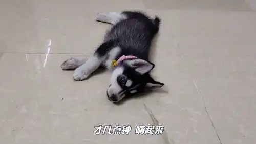 为防止二哈拆家,主人套路狗子跑步30分钟,二哈累成狗生无可恋太逗了
