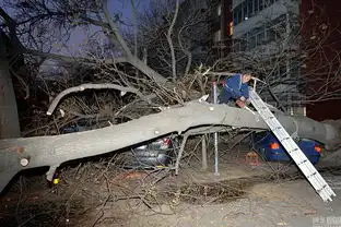 北京刮大风吹倒2棵大树砸中2辆轿车
