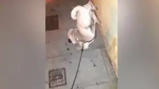 倒立撒尿头一次见
