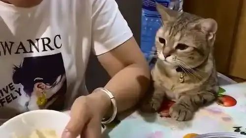 看主人吃饭,馋的一旁猫咪直舔嘴,这模样太搞笑了
