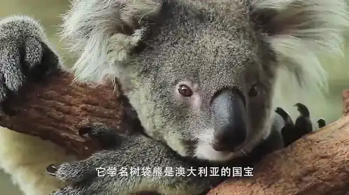 考拉打架打输了,坐地上哇哇大哭,看了让人心疼又好笑
