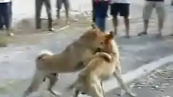 赵四打架
