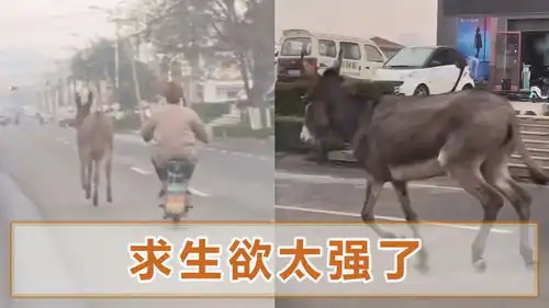 一头驴死里逃生一路狂奔,驴肉馆伙计穷追不舍,目击者太搞笑了
