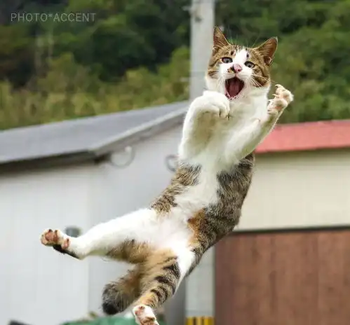 太搞笑这些流浪猫不仅是打架高手,更是尬舞大人
