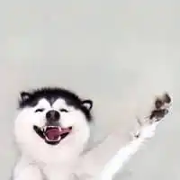哈士奇犯二搞笑头像大全微信头像图片大全
