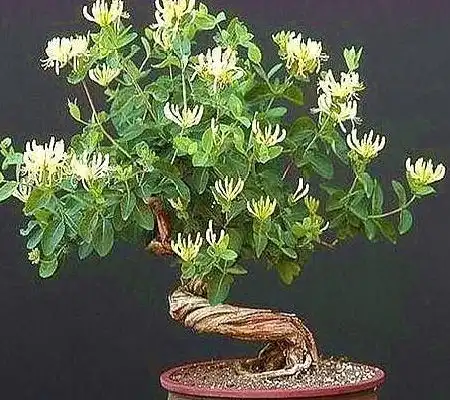 农村一野花,以前孩子当零食吃,现在拿来做盆景,价值昂贵
