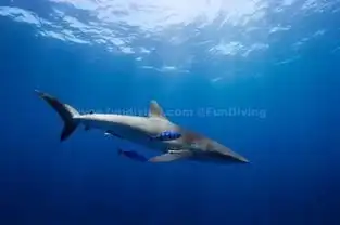 巴哈马群岛的海洋生物
