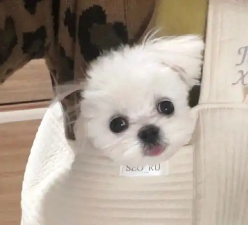 可爱又高清的宠物头像,请收好
