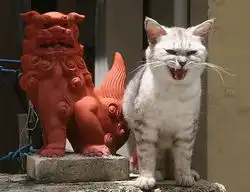 搞笑可爱猫猫大集合36p假如我是一只猫

