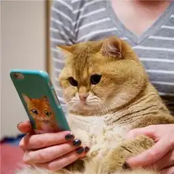 胖胖的橘猫头像高清无水印2018很火的橘猫大眼睛可爱头像
