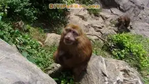 黄山猴谷图片黄山猴谷风景图片
