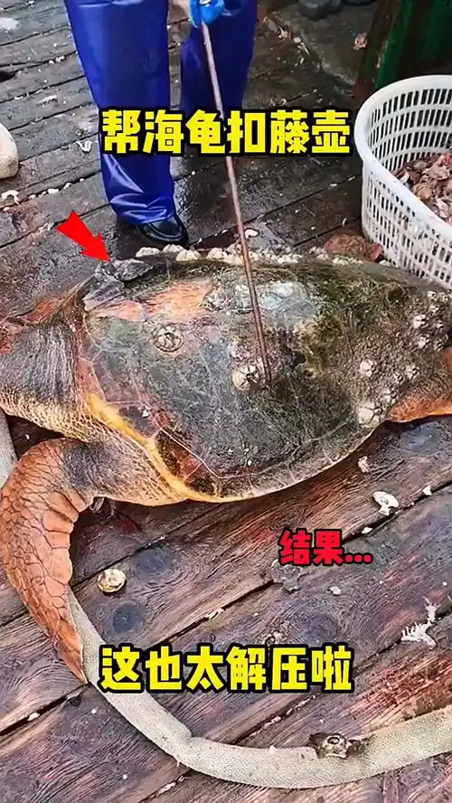 帮海龟扣藤壶哦,这也太解压啦,搞笑配音视频
