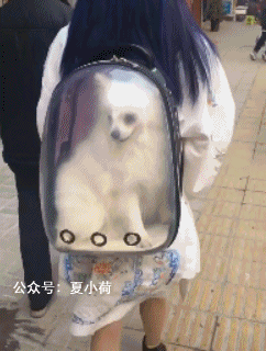 搞笑gif趣图今天去动物园,终于找到了失散多年的亲姐姐
