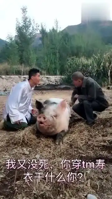 最近这只猪火了,心情好的时候就笑,真是太搞笑了
