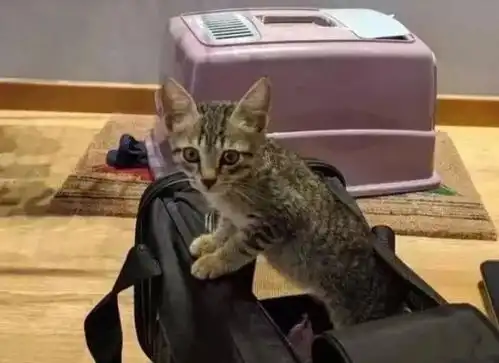 工地上捡到的流浪猫,带回去才知道,原来是个小天使
