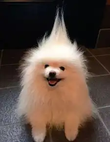 网友给自家博美洗完澡后,在帮它吹干毛发时,突然发现一个有趣的事.....

