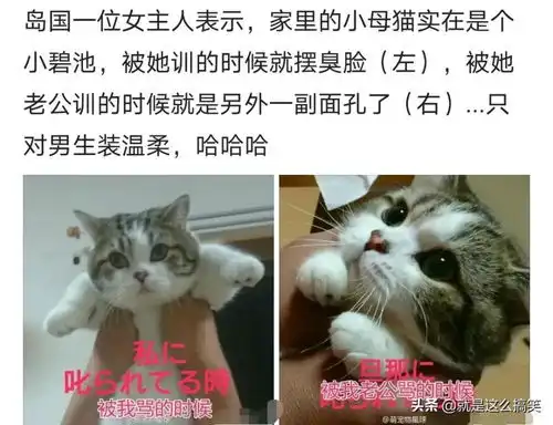 幽默搞笑图片段子动图集锦一
