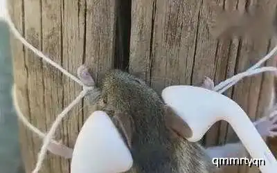 幽默图片搞笑段子家里老鼠偷吃了红烧肉后的惨状
