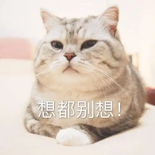 铲屎的,你别想往朕嘴里塞进一粒药今天你家上演喂药大战了吗
