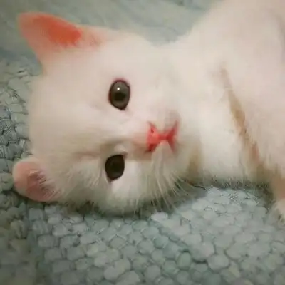 动物qq头像可爱猫咪搞笑头像自己做的梦总能成真
