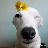 一只叼着花笑的狗头像微信头像图片大全

