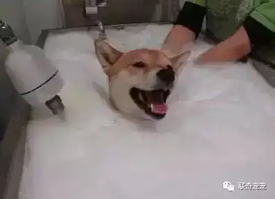 给狗狗洗澡正确的三个步骤
