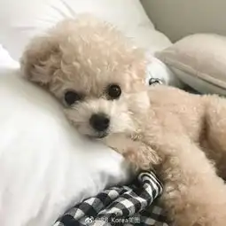 可爱搞怪的狗狗萌宠系列头像
