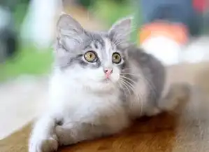 搞笑的猫咪名字100个

