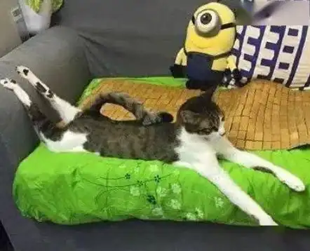 超拽超搞笑的猫咪照片网友跩得跟村口二大爷似的
