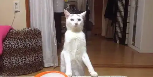 猫咪听到要吃饭发现事态有异,于是立刻站起来向后撤退逃走
