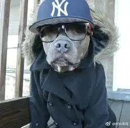 流浪比特犬被人收养后瞬间变型男
