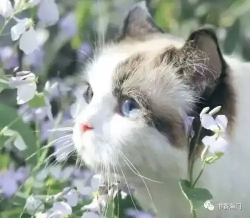 人间芳菲四月天
