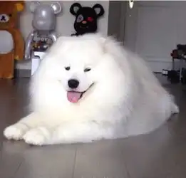 微笑天使萨摩耶胖胖哒萌萌哒
