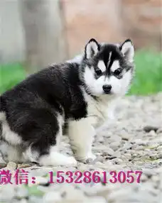 成都哪里有卖哈士奇纯种哈士奇多少钱三火蓝眼哈士奇幼犬图片棕色哈士奇幼犬
