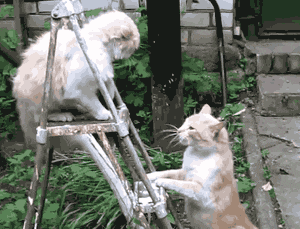 搞笑gif我猜你这车一定是单缸发动机
