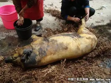 杀猪过年了,欢迎大家来凉山做客海量图片
