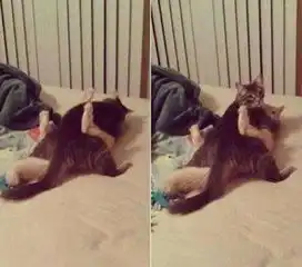 搞笑图片8张猫咪搞笑的生活照,让你忘了烦扰
