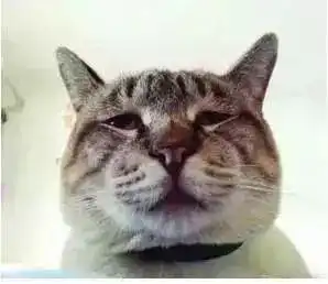 一只猫形象的告诉你高中家长的一天是怎样的真实又好笑
