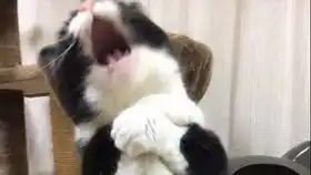 超详细后裔教学
