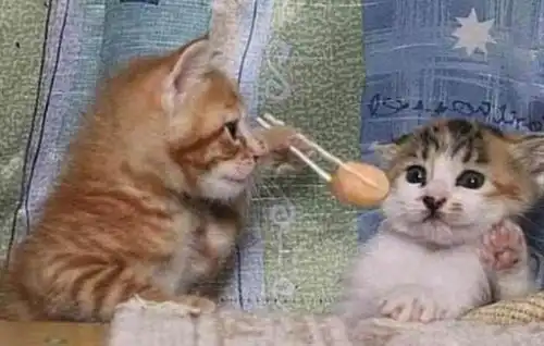猫咪爆笑图看看这是不是你自拍的样子图一眼神有没有吓到你

