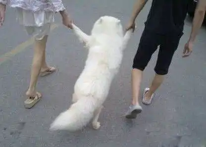 笑话搞笑动图你也太不尊重对手了
