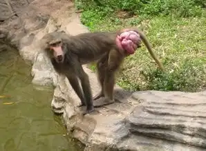 我想知道这只猴子的屁股是怎么回事求高人指点
