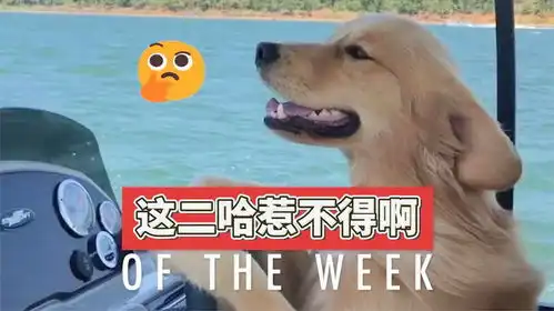 二哈惹不得啊,不然你懂的昂老根经典搞笑
