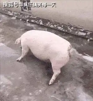 搞笑gif趣图老婆说不想变成黄脸婆,然后我就给她弄了个这个
