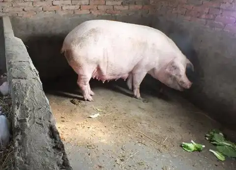 种猪
