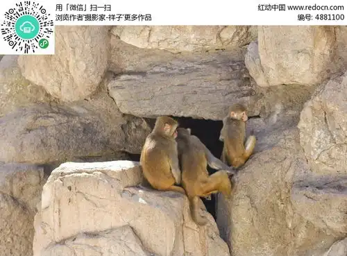 山里的猴子高清图片下载红动网
