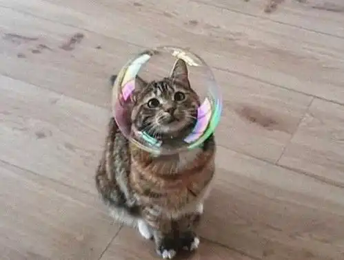 猫咪果然是水做的,可甜可温暖,试过将猫咪放到碗里吗
