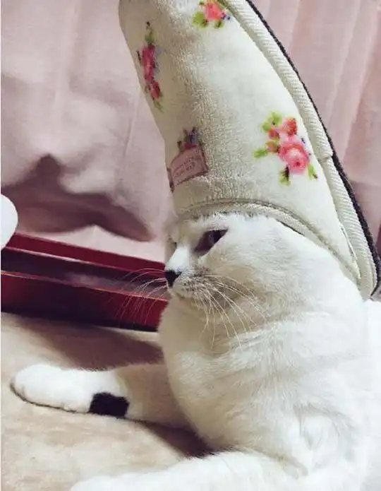 居居的搞笑图片第三弹笑出了腹肌哈哈哈
