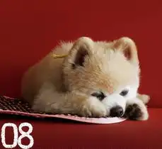 造型百变超人气狗狗俊介

